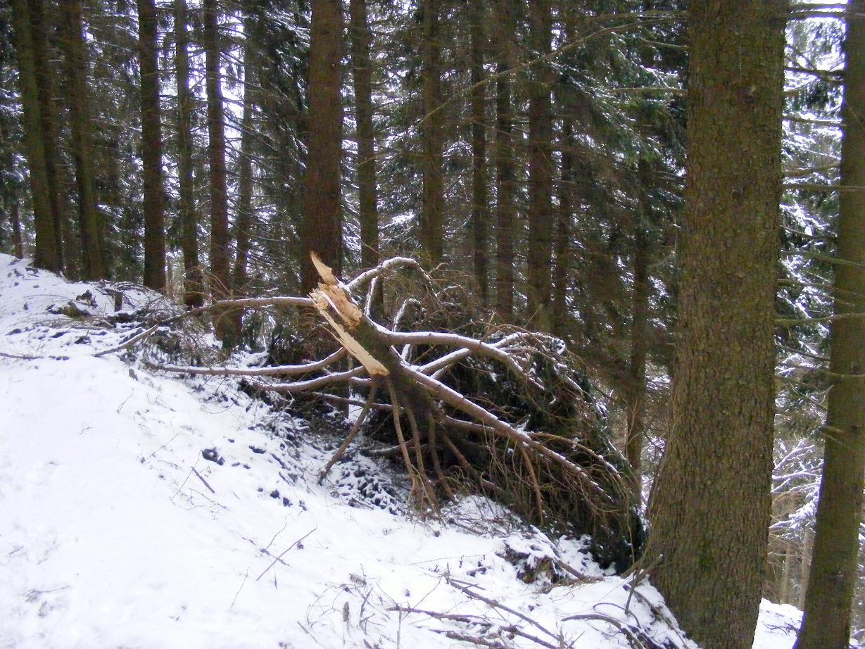 Nel bosco, una inutile strage.